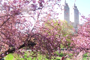 セントラルパークの桜の並木道_b0007805_20442856.jpg