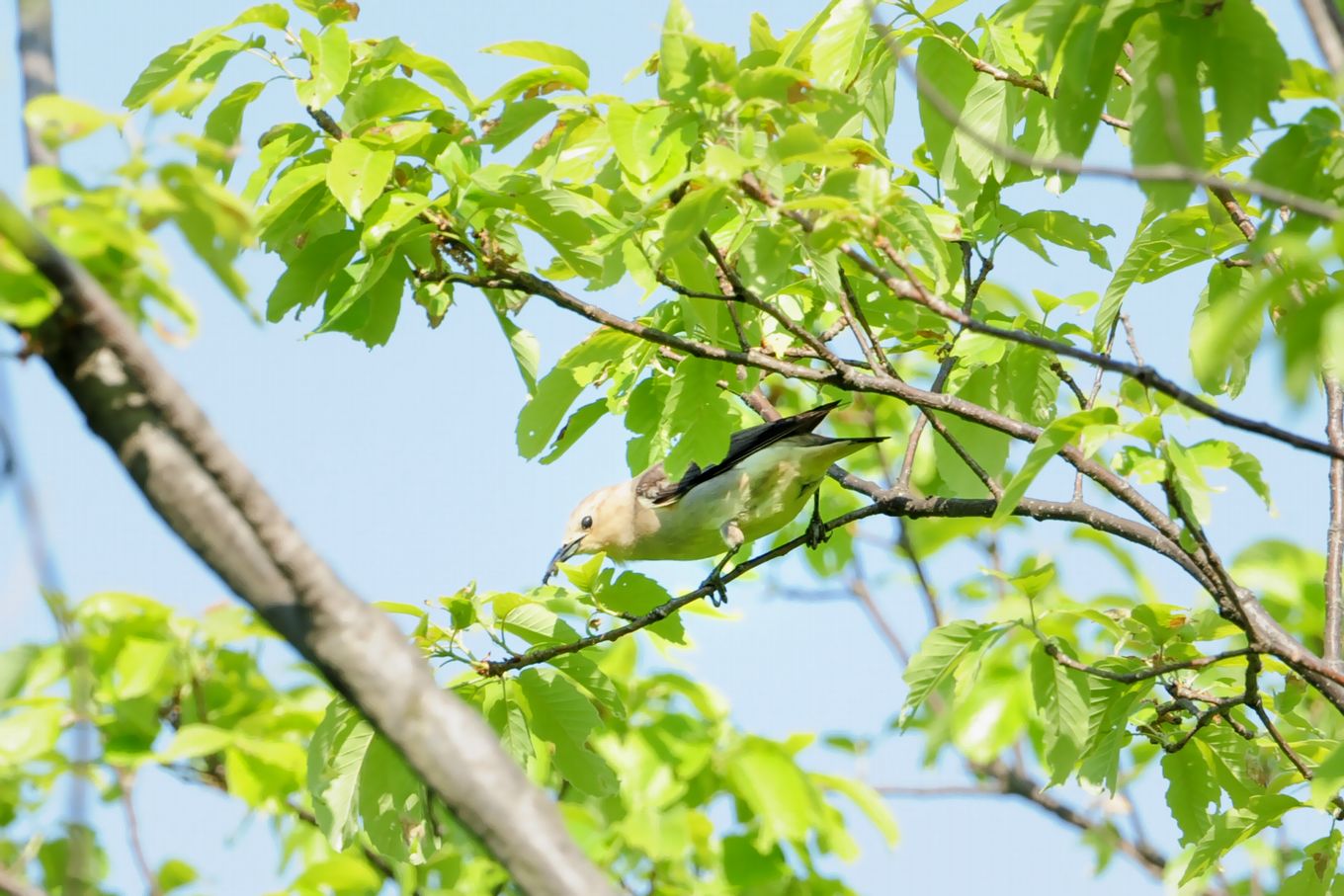 幻の鳥を求めて_f0133213_2053828.jpg