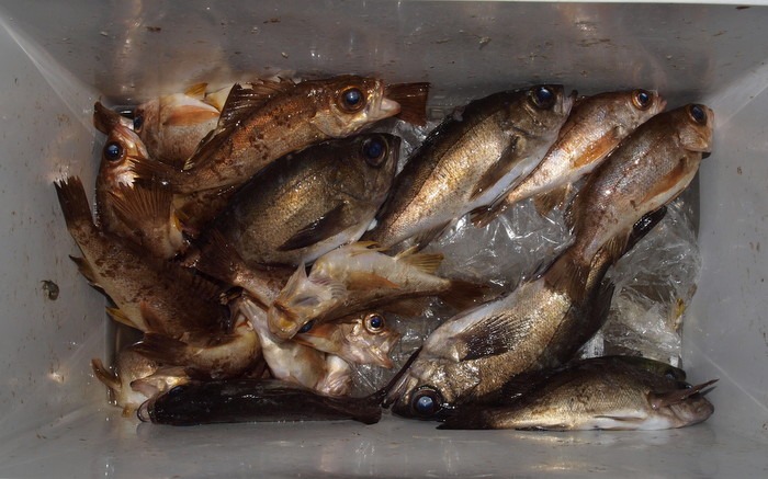 夫の釣果_c0116915_0401686.jpg