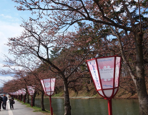 弘前公園桜*2013.04.28_b0147224_21574356.jpg