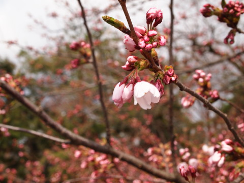 弘前公園桜*2013.04.28_b0147224_2159731.jpg