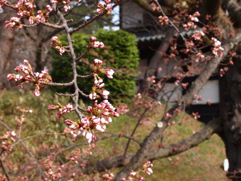 弘前公園桜*2013.04.28_b0147224_22124444.jpg