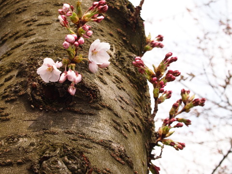 弘前公園桜*2013.04.28_b0147224_22144186.jpg