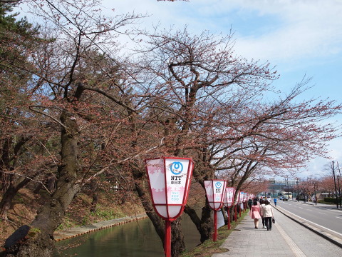 弘前公園桜*2013.04.28_b0147224_22181896.jpg