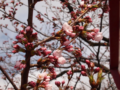 弘前公園桜*2013.04.28_b0147224_22261113.jpg