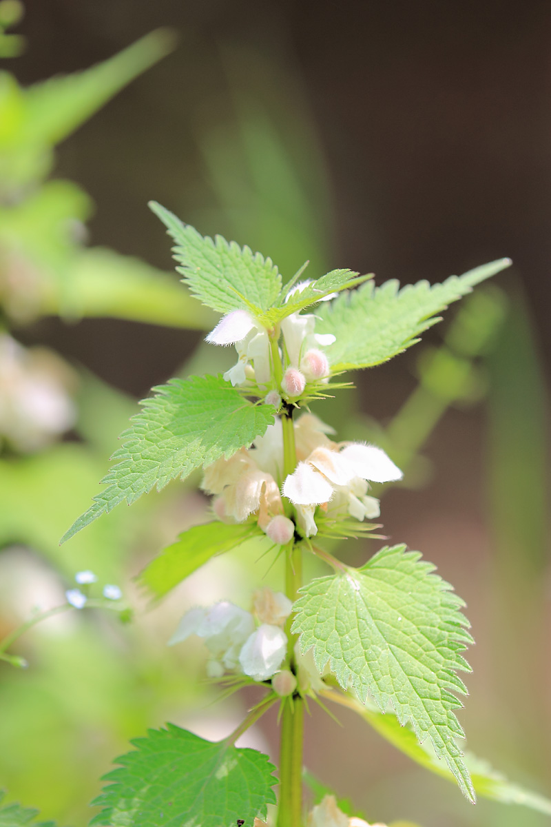 野の草花_b0222029_1932931.jpg