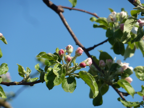 りんごの花♪_a0267332_22214947.jpg