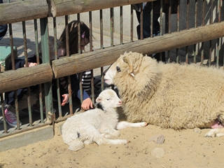 BabyCard vom Zoo （初めての動物園♪）_f0224632_20241239.jpg