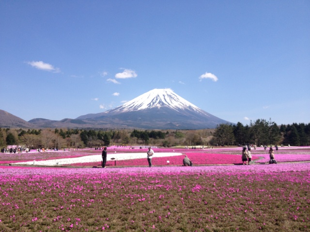 芝桜情報～o(´▽｀*)/♪_b0123736_15335181.jpg