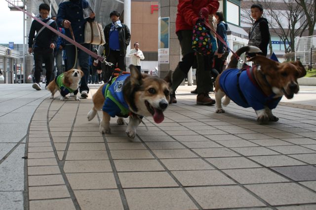 ワンコサポーターで練り歩き　相模原戦_b0031538_23382653.jpg