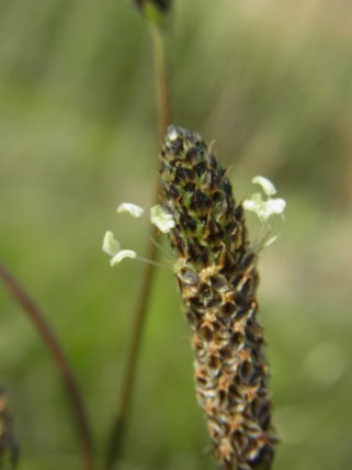 農道のヘラオオバコ Ribwort Plantain_f0206939_21262781.jpg