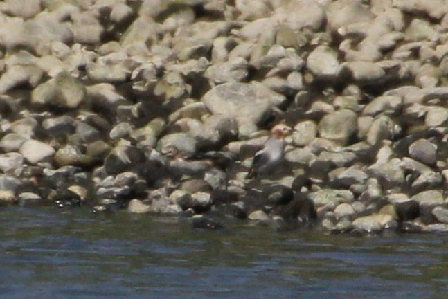 2013.4.28 馬入ふれあい公園・メダイチドリ、ハマシギ、コムクドリ_c0269342_19334966.jpg