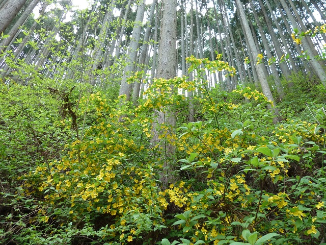 4/27　御岳山（大塚山 / 丹三郎尾根～裏参道）_d0288144_14251114.jpg