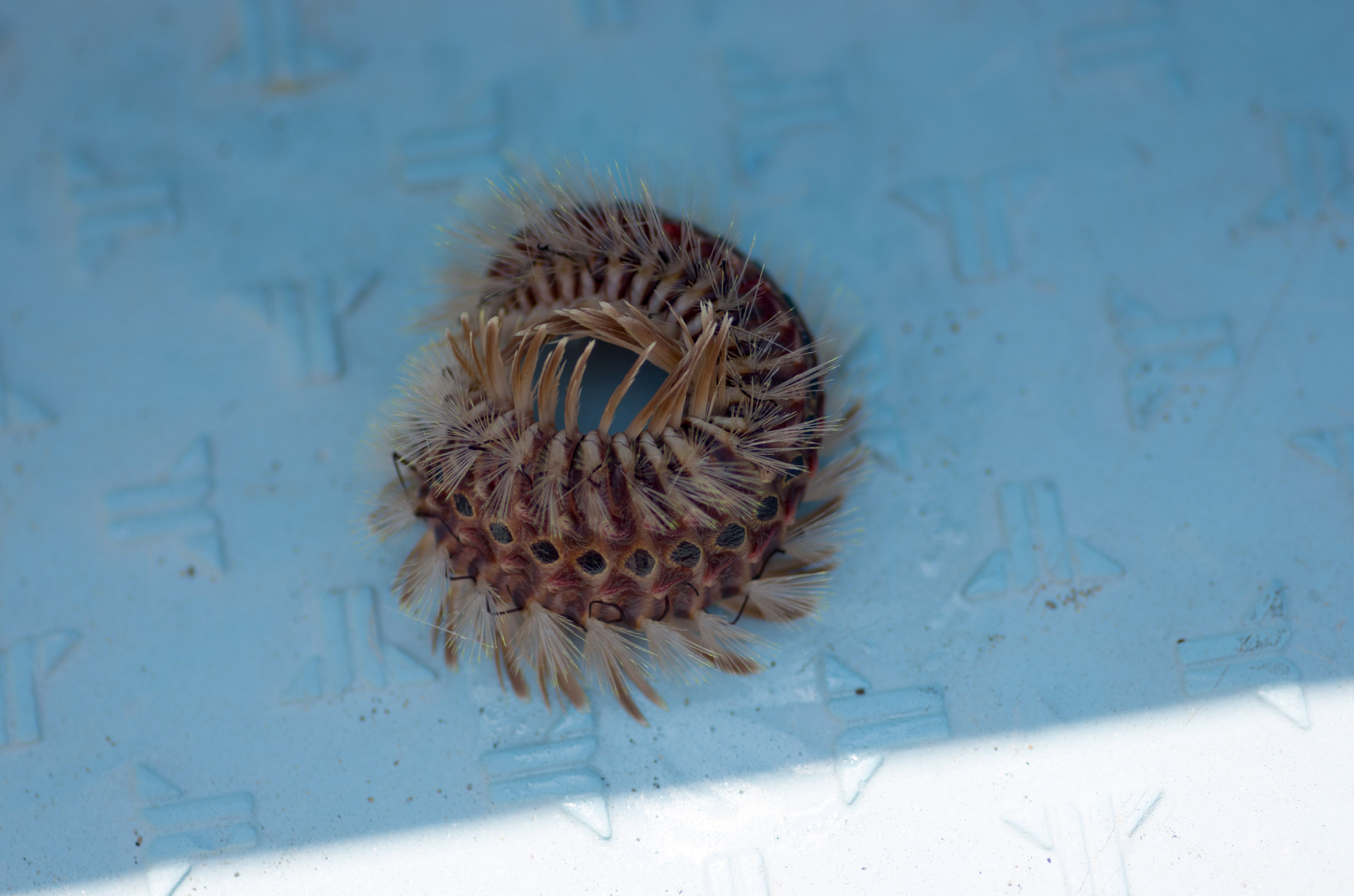 海毛虫 うる婆とぽて人
