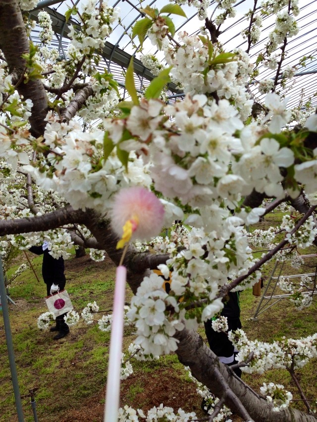 ミツバチはっち大集合 ライダーズピットまるせい果樹園_c0261447_22271743.jpg