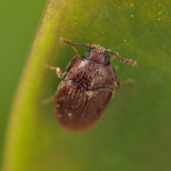 ヒゲブトコメツキの一種 1183 : 小さき者たちの世界