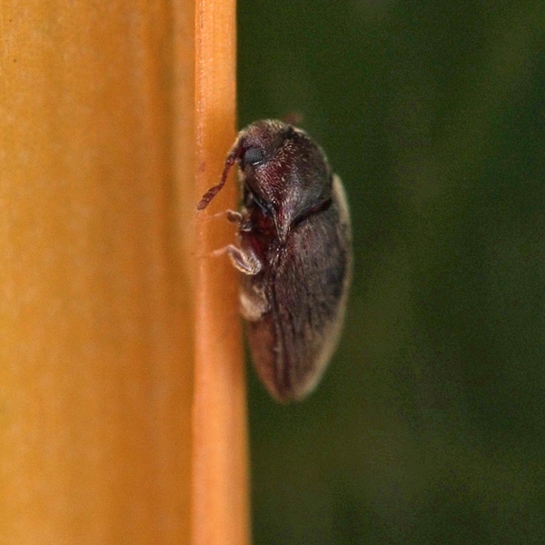 ヒゲブトコメツキの一種 1183 : 小さき者たちの世界