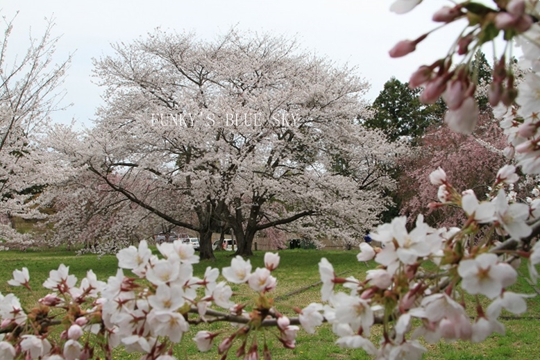 SAKURA*2013【その６・六月坂の桜ふたたび～♪】_c0145250_20244767.jpg