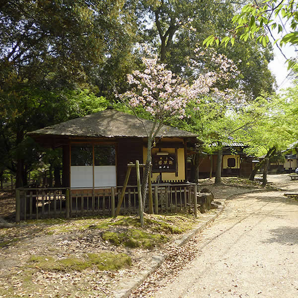 あるく奈良-7 [奈良公園・飛火野]_f0190950_12432559.jpg