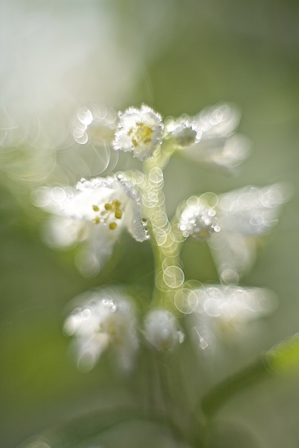 2013.04.26-自宅猫額庭 / Morning Sunlight Ⅱ_f0159251_1711417.jpg