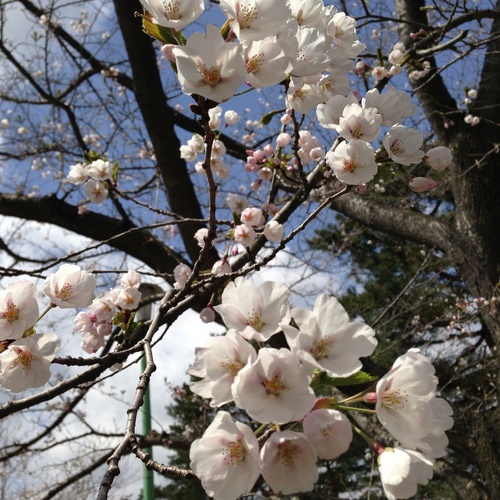 手強い_a0069056_18412157.jpg