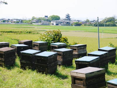 ミツバチの活躍と農作物_a0254656_21552464.jpg