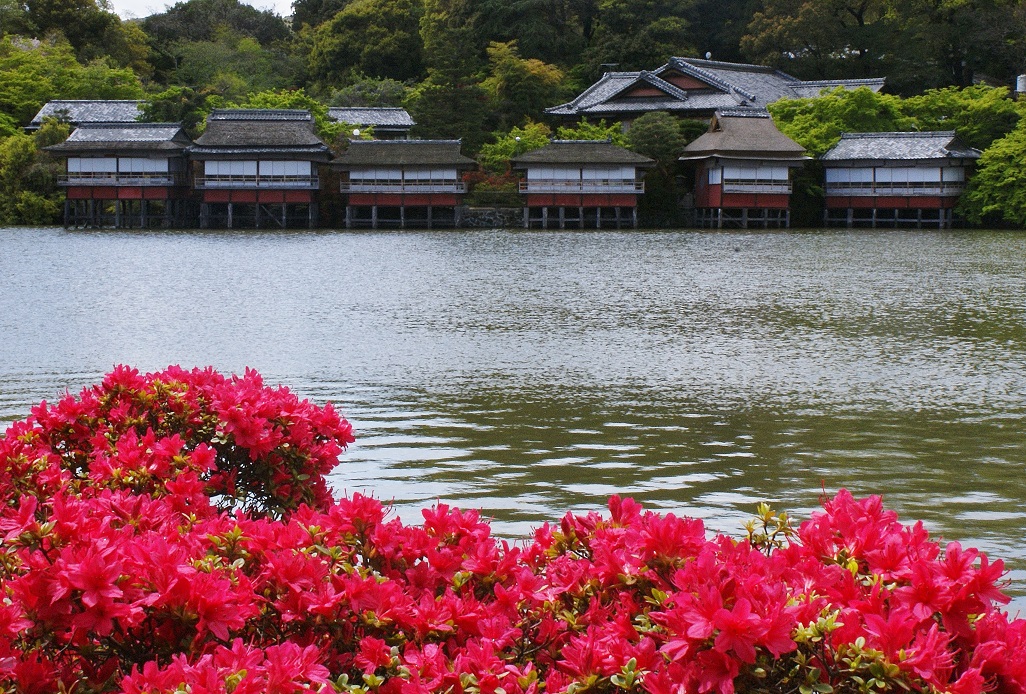 ~八条ケ池に立ちはだかる赤い怪物~ 長岡天満宮の霧島つつじ_b0063958_20202964.jpg