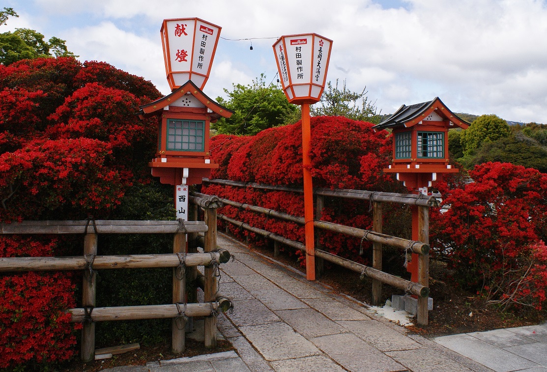 ~八条ケ池に立ちはだかる赤い怪物~ 長岡天満宮の霧島つつじ_b0063958_20214960.jpg