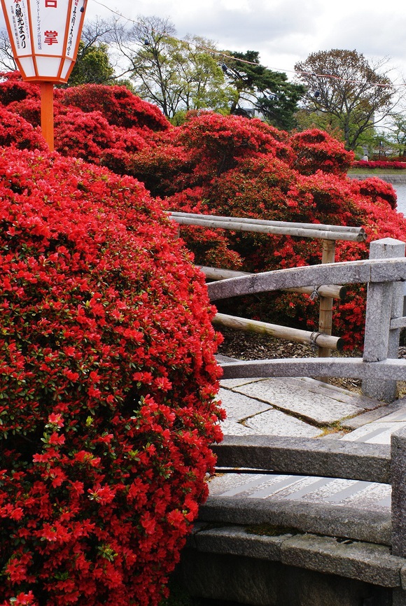 ~八条ケ池に立ちはだかる赤い怪物~ 長岡天満宮の霧島つつじ_b0063958_20223321.jpg