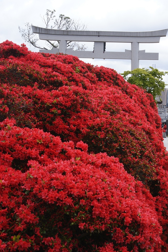 ~八条ケ池に立ちはだかる赤い怪物~ 長岡天満宮の霧島つつじ_b0063958_20233064.jpg