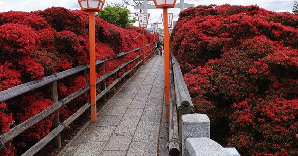 ~八条ケ池に立ちはだかる赤い怪物~ 長岡天満宮の霧島つつじ_b0063958_20254390.jpg
