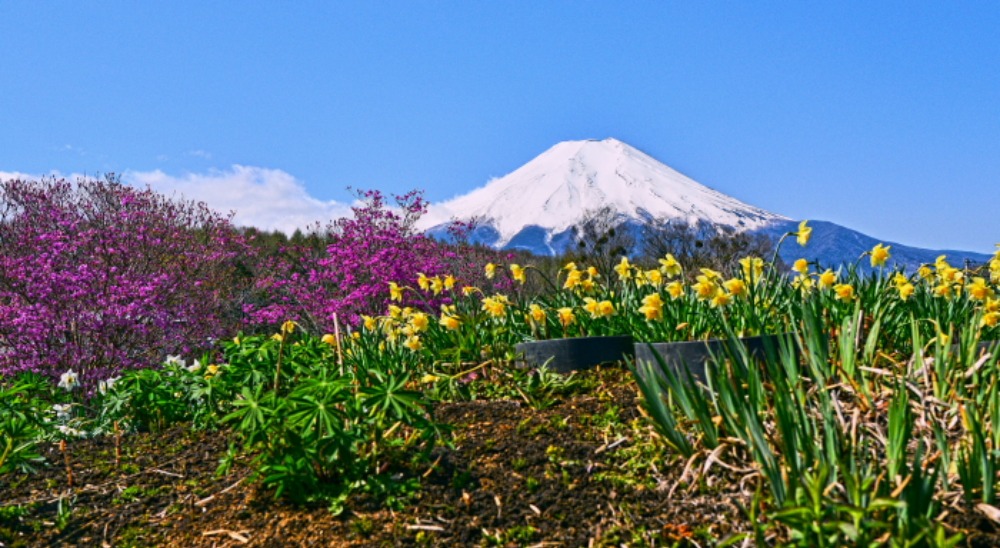 山梨県南都留郡忍野村_a0150260_114496.jpg