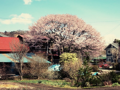 山桜が満開です♥ _f0236260_0592994.jpg