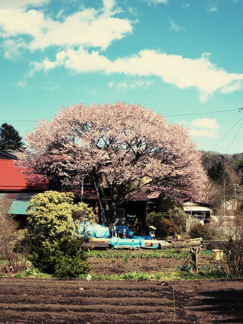 山桜が満開です♥ _f0236260_10129.jpg