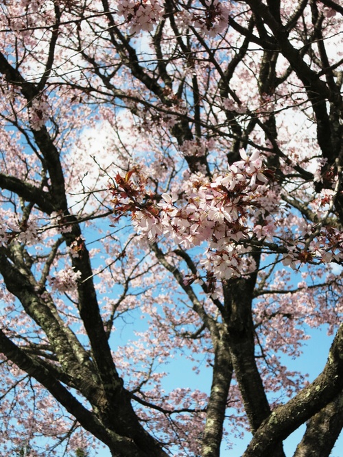 山桜が満開です♥ _f0236260_11355.jpg