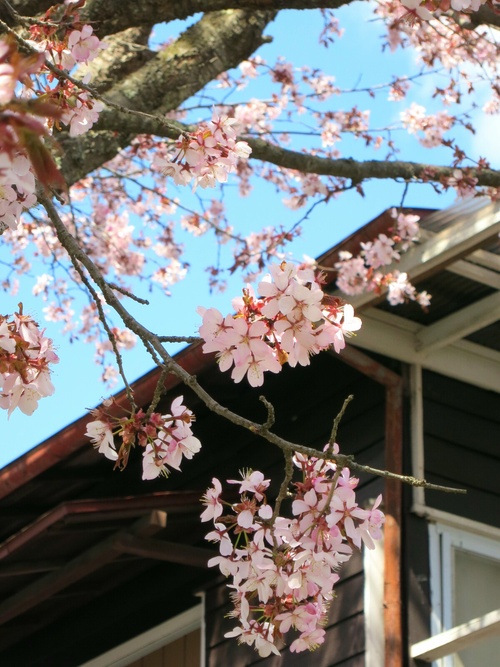 山桜が満開です♥ _f0236260_122150.jpg