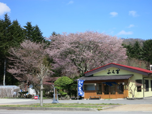 山桜が満開です♥ _f0236260_1247100.jpg