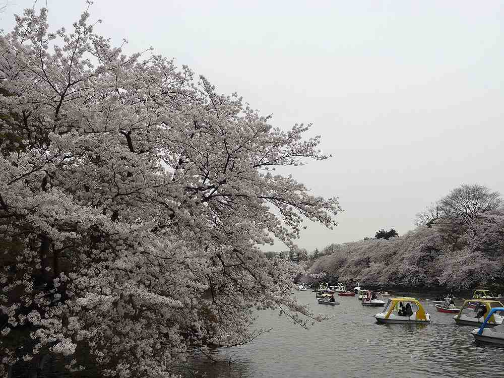 東京桜巡り_c0007169_1281086.jpg