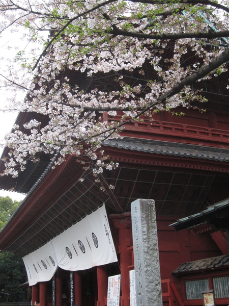 2013 桜 - 3（増上寺）_a0116772_1056251.jpg