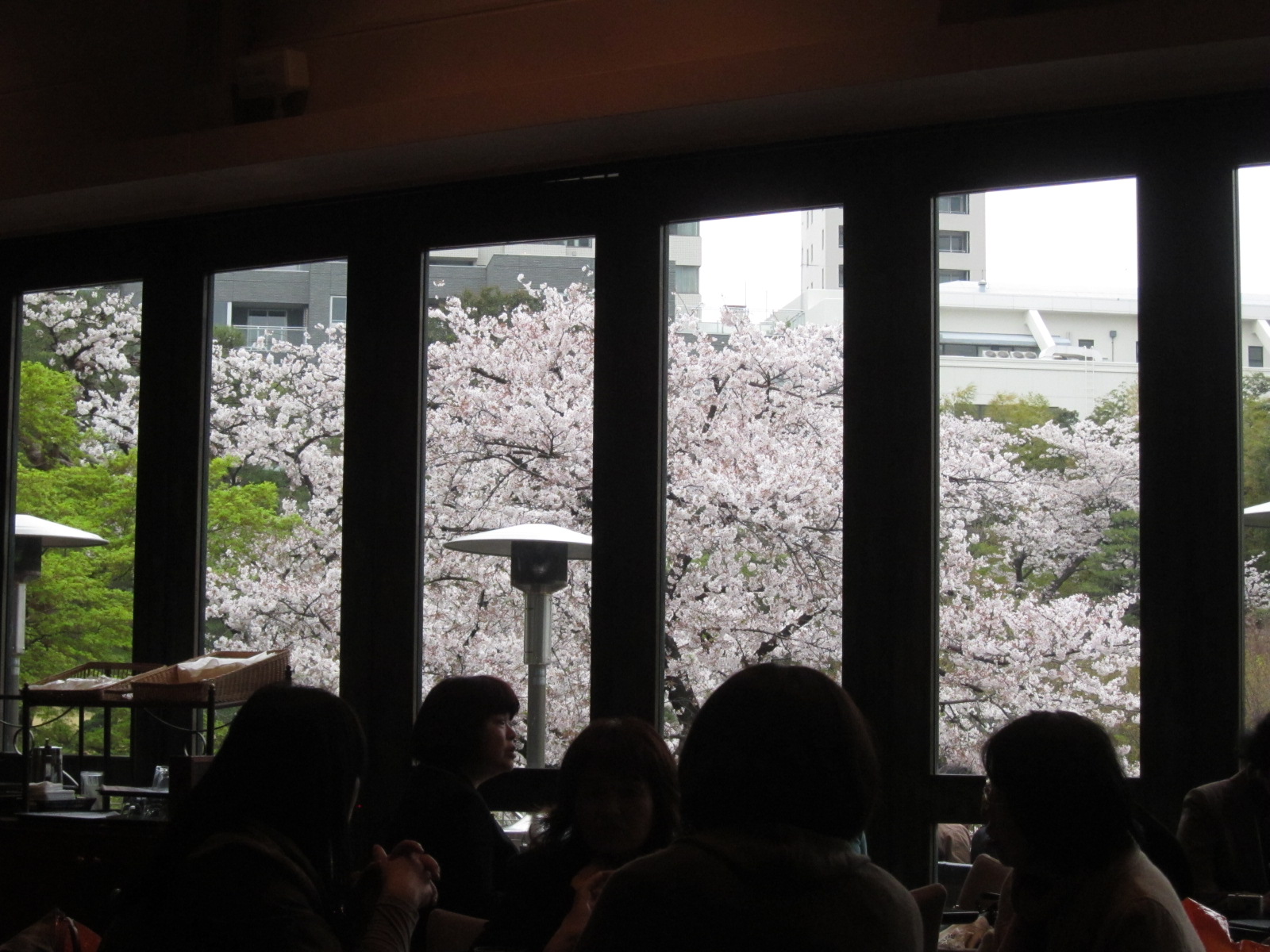 2013 桜 - 2（八芳園）_a0116772_1072713.jpg