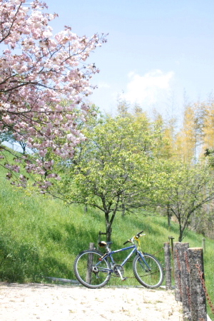 丘の桜_f0232876_21591784.jpg