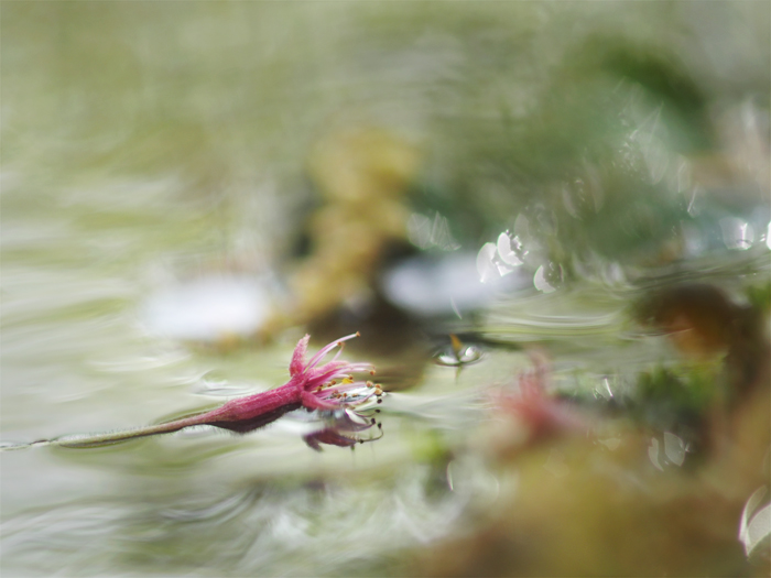 落桜づくし_a0161380_1174886.jpg