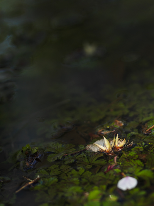 落桜づくし_a0161380_1201947.jpg