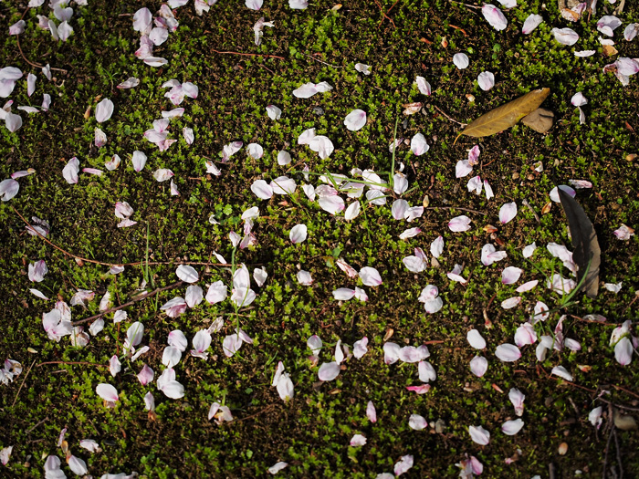落桜づくし_a0161380_1264137.jpg