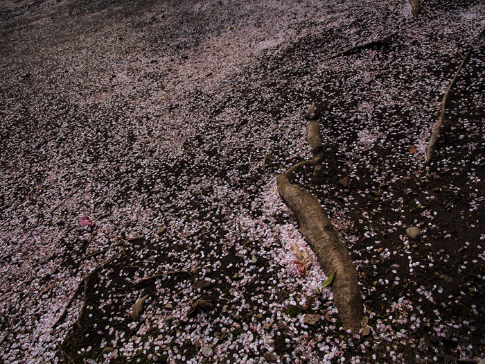 落桜づくし_a0161380_1275785.jpg