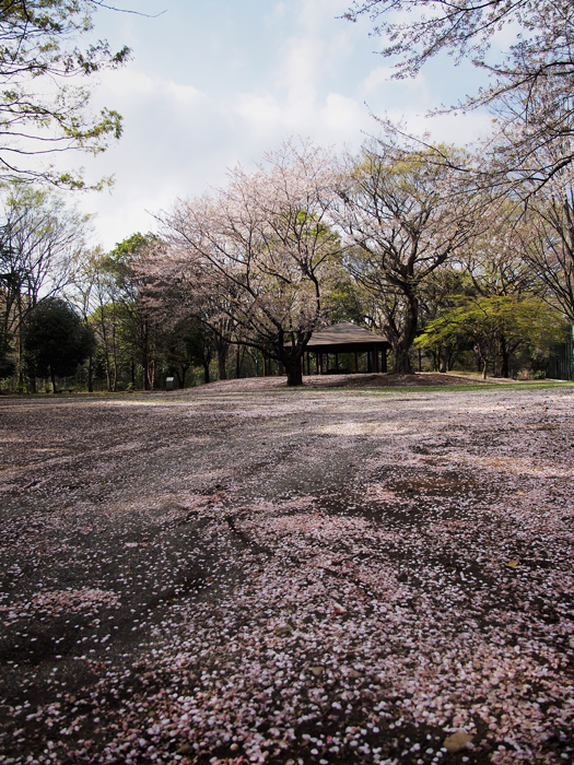 落桜づくし_a0161380_1294281.jpg