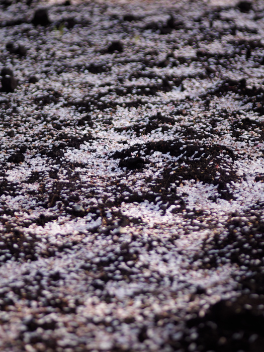 落桜づくし_a0161380_1345651.jpg