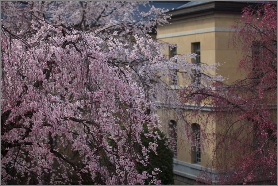 桜！　2013　総集編　其の弍_b0128581_19233446.jpg