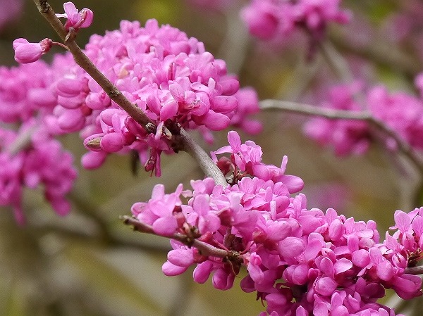 ハナズオウ キツネノボタン イタヤカエデ ツクバキンモンソウ アオマムシグサ ヨウラクラン 花と葉っぱ ハナズオウ キツネノボタン イタヤカエデ ツクバキンモンソウ アオマムシグサ ヨウラクラン 花と葉っぱ