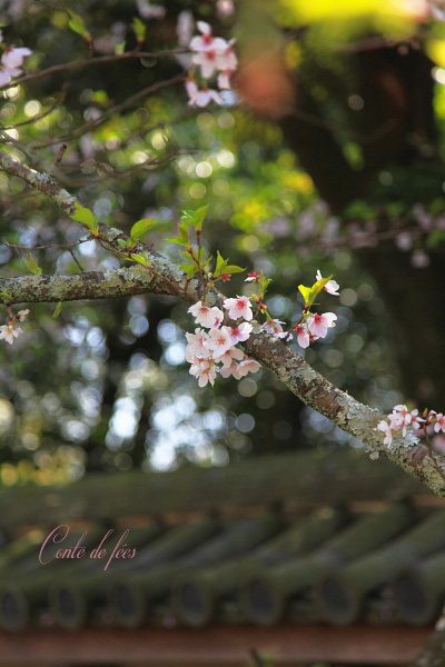 京都～＊～2013 春 Vol.18_e0277585_1272044.jpg